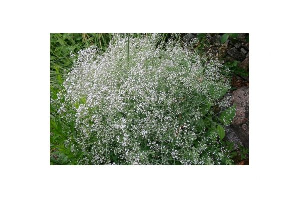 GYPSOPHILIA Paniculata Bristol Fairy