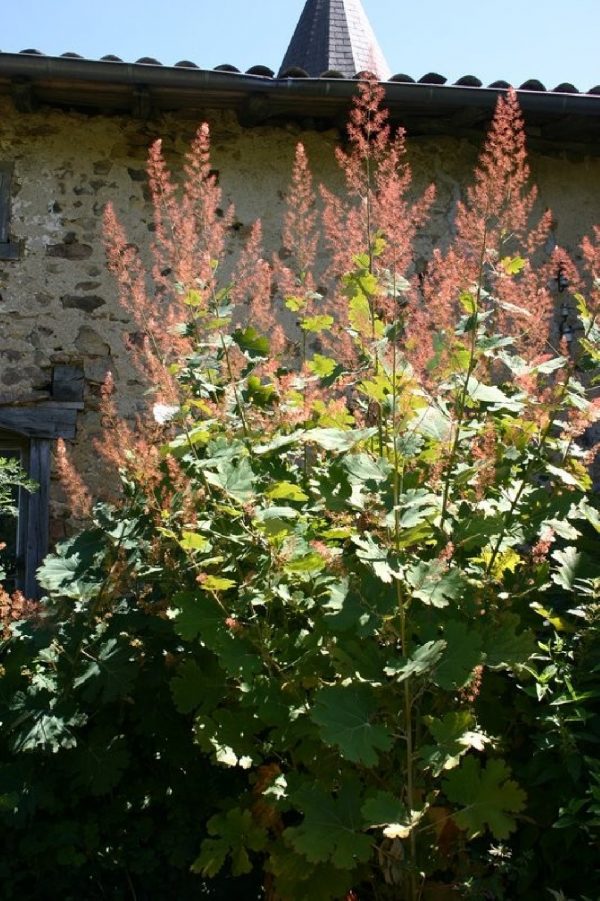 MACLEAYA Microcarpa Kelway's Coral Plume