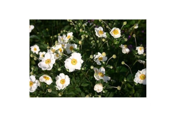 ANEMONE Honorine Jobert