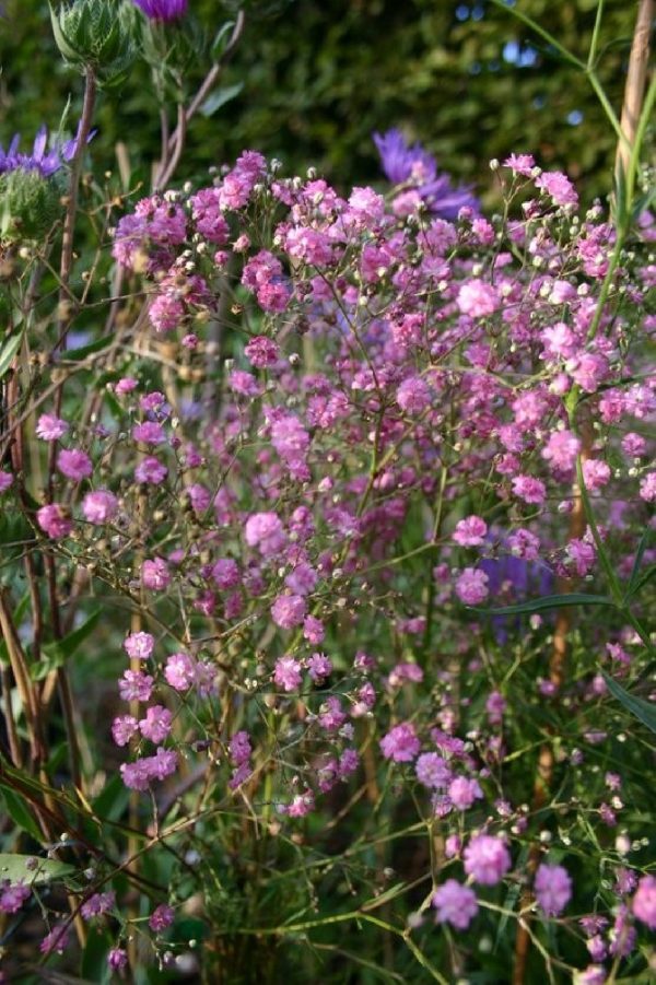 GYPSOPHILIA Paniculata Flamingo