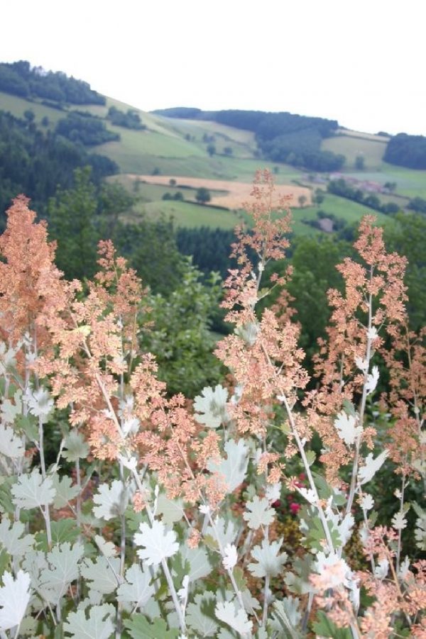 MACLEAYA Microcarpa Kelway's Coral Plume