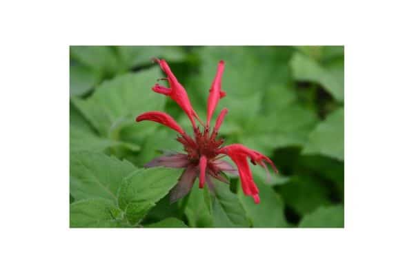 MONARDA Gardenview Scarlet