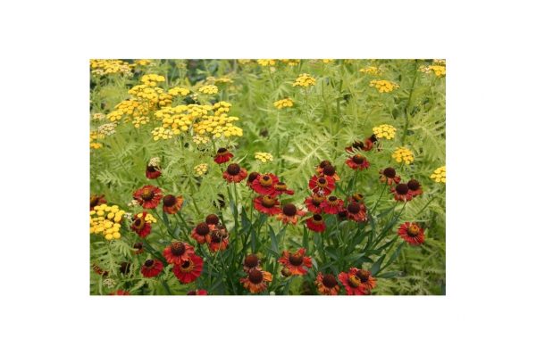 HELENIUM Kupferzwerg