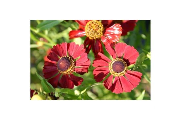 HELENIUM Kupferzwerg