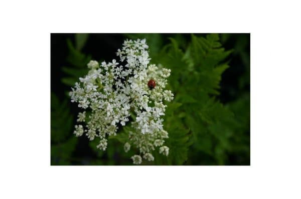 MYRRHIS Odorata