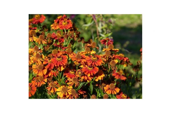 HELENIUM Moerheim Beauty