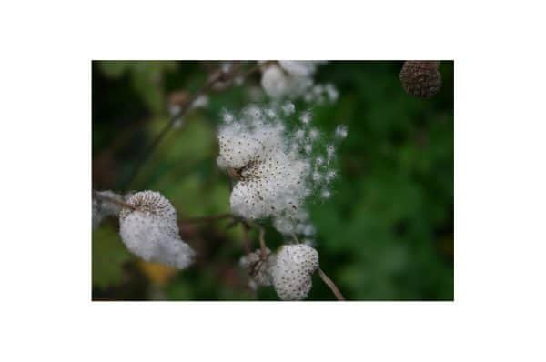 ANEMONE Honorine Jobert