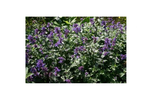 NEPETA Blue Danube