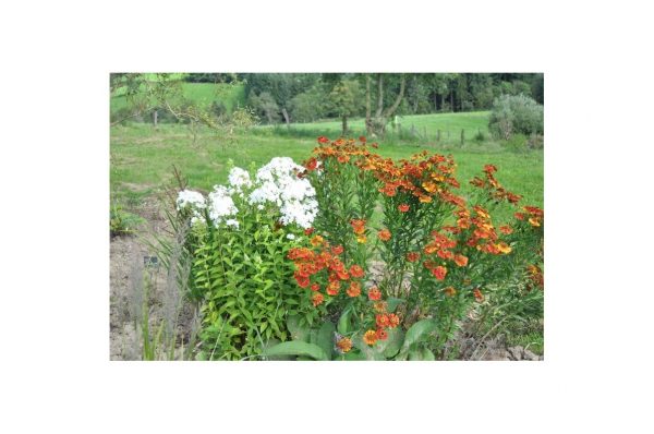 HELENIUM Moerheim Beauty