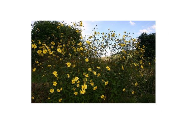 HELIANTHUS Guido Selection
