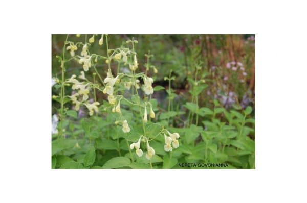 NEPETA Govaniana