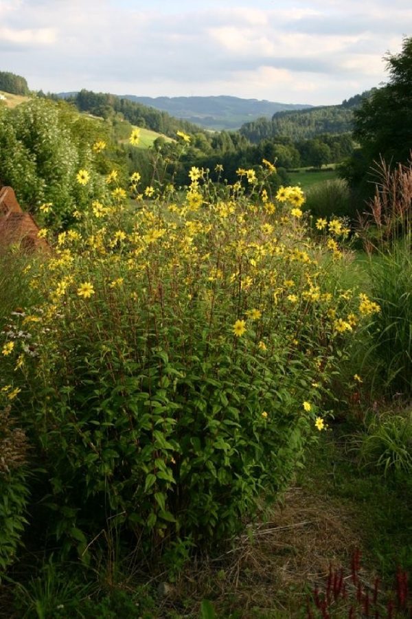 HELIANTHUS Guido Selection