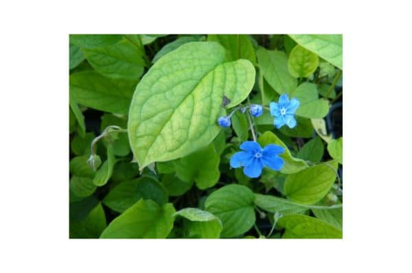 OMPHALODES Verna