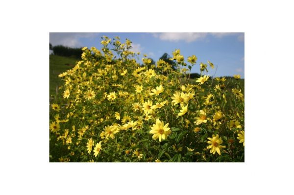 HELIANTHUS Lemon Queen