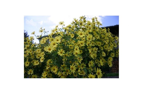HELIANTHUS Lemon Queen