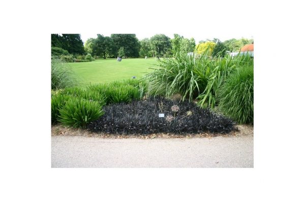 OPHIOPOGON Planiscapus Niger