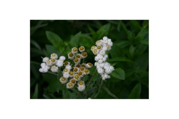 HELICHRYSUM Sulfurlight