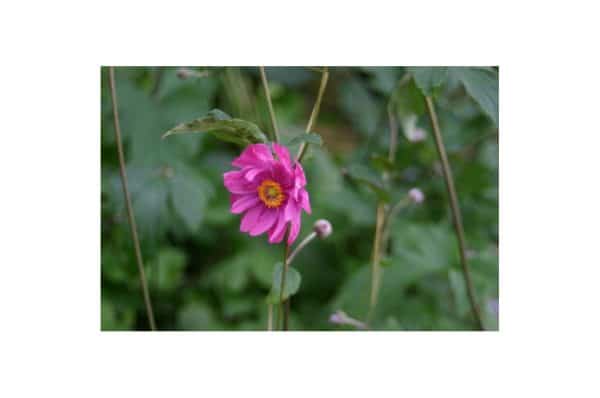 ANEMONE Prinz Heinrich
