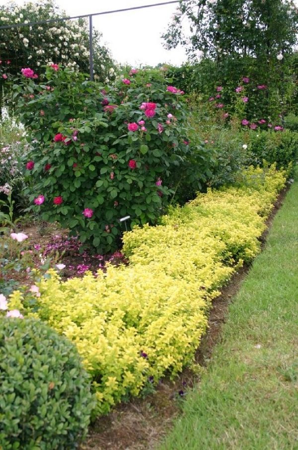 ORIGANUM Vulgare Thumble's Variety