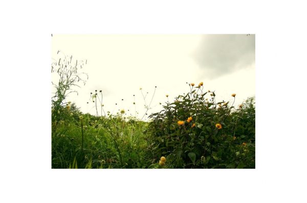 HELIOPSIS Summer Night