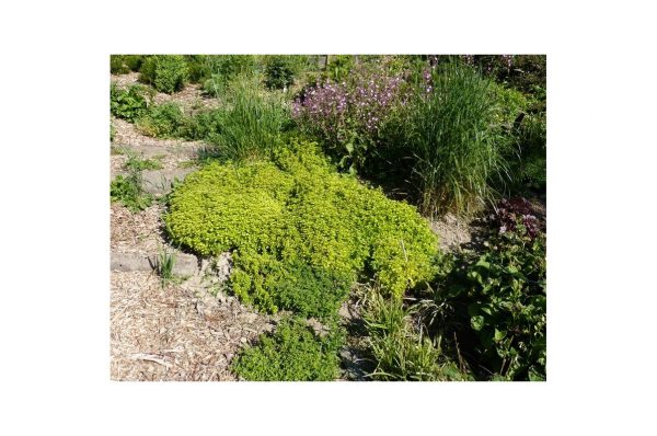 ORIGANUM Vulgare Thumble's Variety
