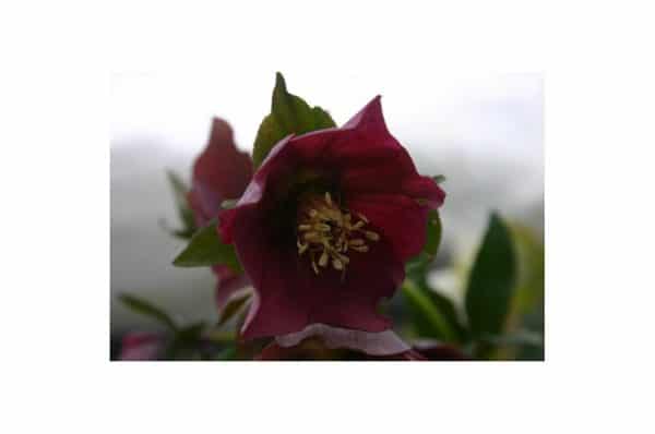 HELLEBORUS Red Lady