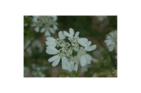 ORLAYA Grandiflora