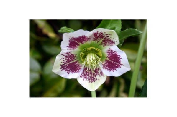 HELLEBORUS White Spotted Lady