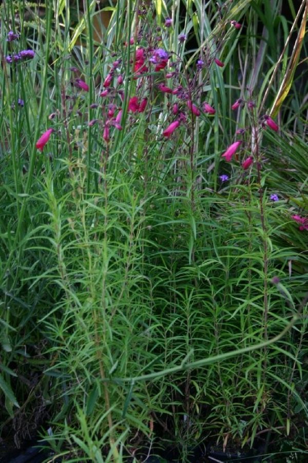 PENSTEMON Garnet
