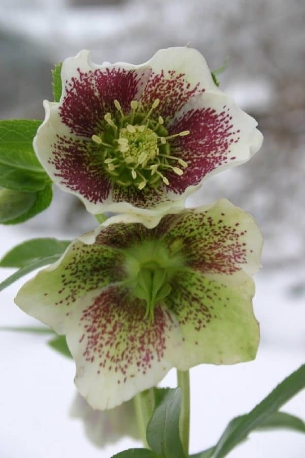 HELLEBORUS White Spotted Lady