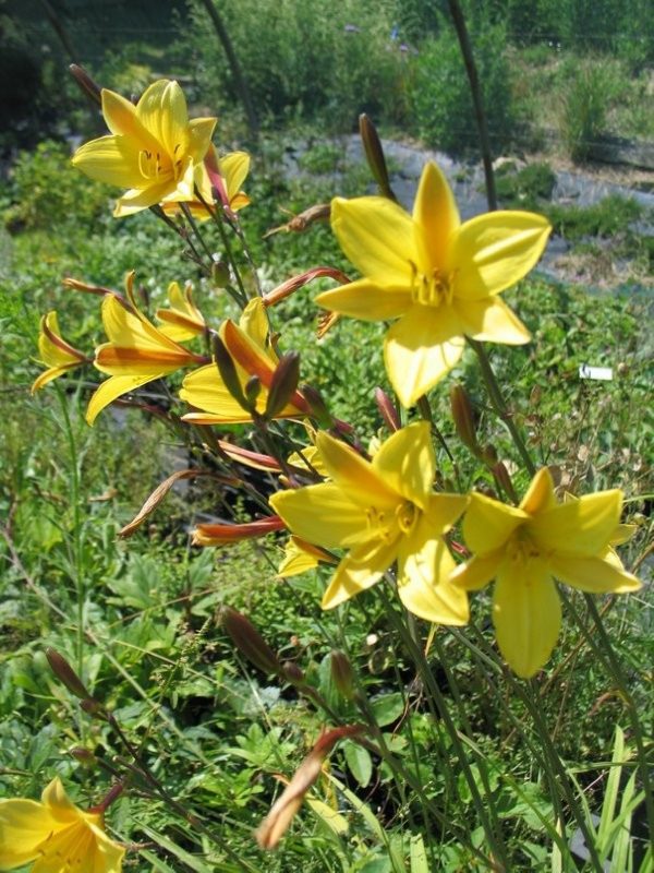 HEMEROCALLIS Corky