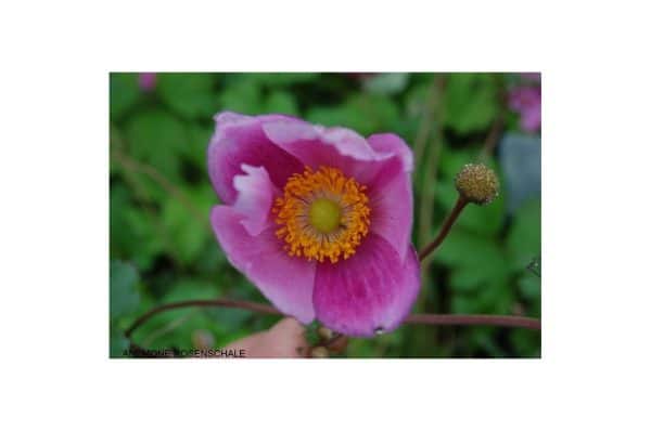 ANEMONE Rosenschale