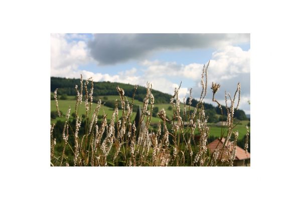 PERSICARIA Amplexicaulis Album
