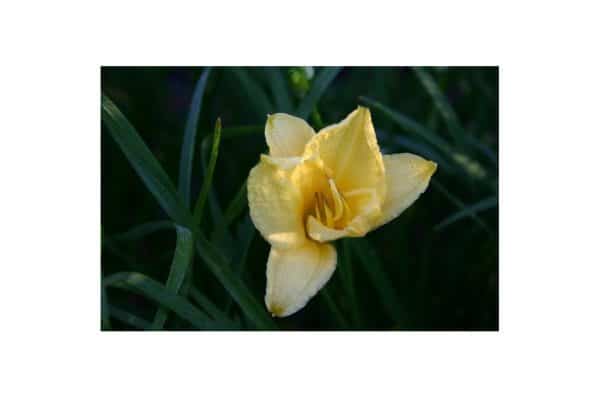 HEMEROCALLIS Happy Returns