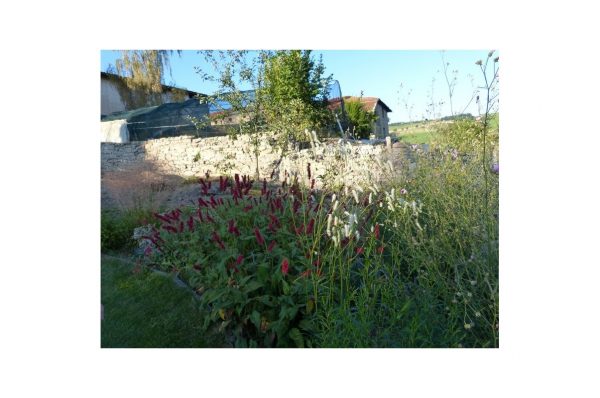 PERSICARIA Amplexicaulis Black Field