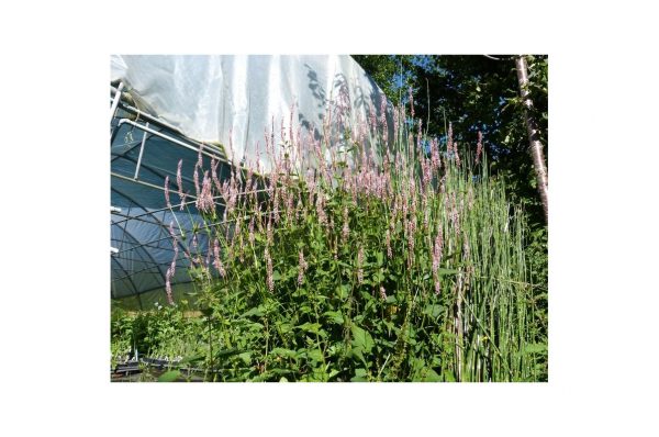 PERSICARIA Amplexicaulis Rosea