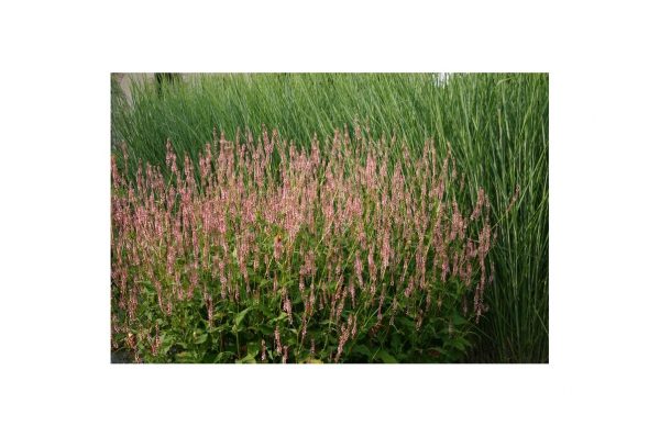PERSICARIA Amplexicaulis Rosea