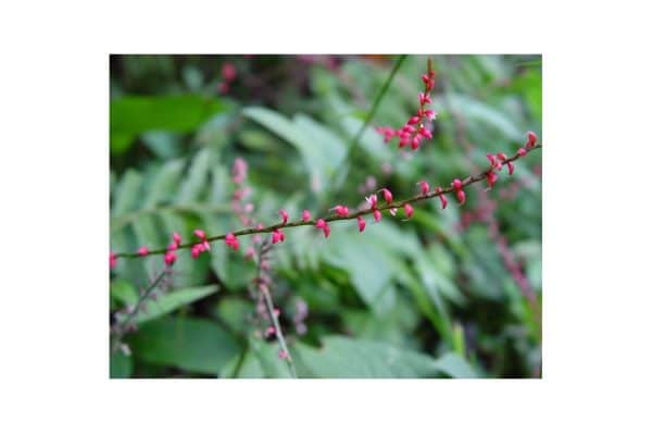 PERSICARIA Filiformis