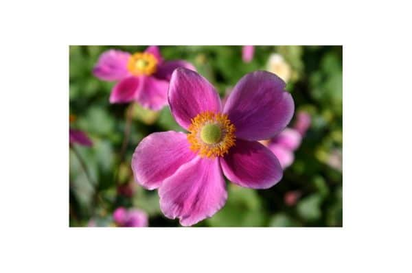 ANEMONE Rosenschale