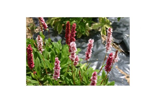 PERSICARIA Kabouter