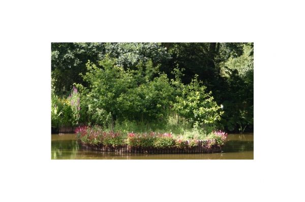 PERSICARIA Kabouter