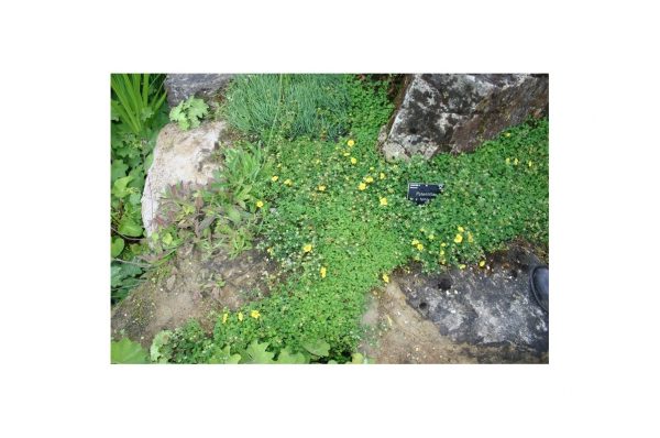 POTENTILLA Tonguei