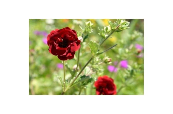 POTENTILLA Volcan
