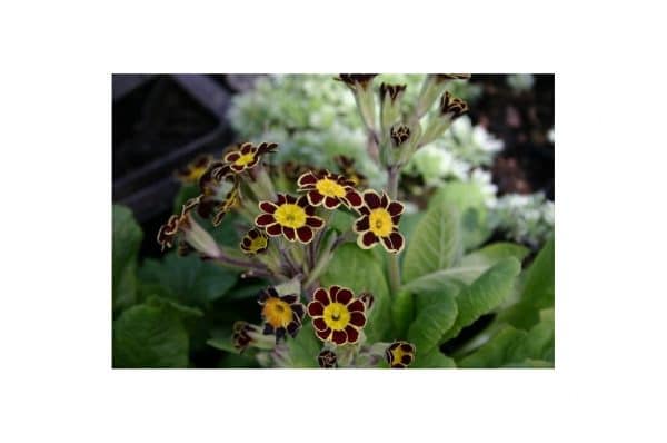 PRIMULA Gold Lace