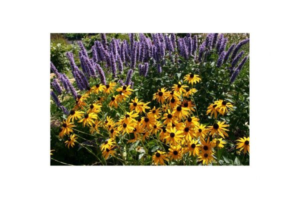 RUDBECKIA Fulgida Goldsturm