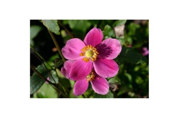 ANEMONE Splendens