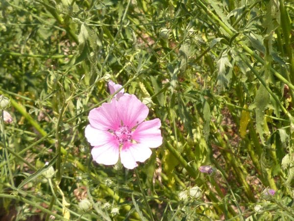ALTHAEA Cannabina