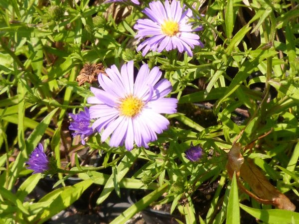 ASTER 'Lady in blue'