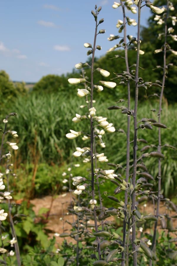 BAPTISIA Leucantha