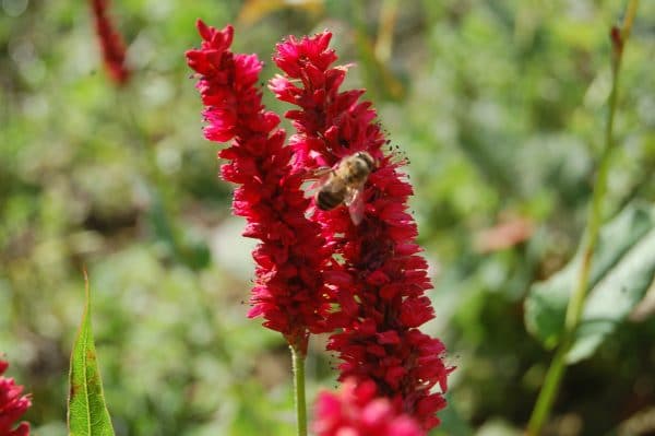 PERSICARIA amplexicaulis 'Fat domino'
